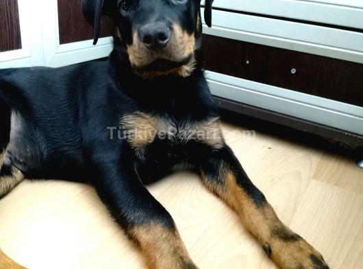 3.5aylık scrli erkek rotweiler yavrum lütfen açıklamayı okuyunuz.