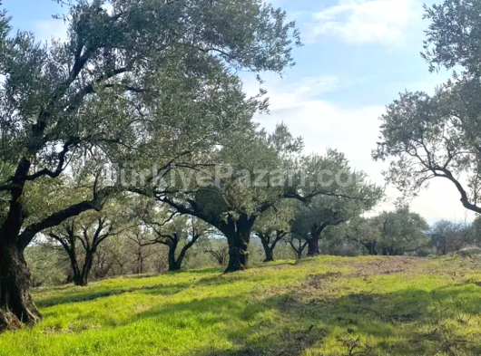 2380m² FIRSAT ZEYNTİNLİK MANİSA AKHİSAR DEREKÖY MAHALLESİNDE TEK TAPU  SATILIK