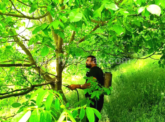 MANİSA ŞEHZADELER SANCAKLIÇEŞMEBAŞI MAH. TEK TAPU ZEYTİNLİK