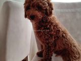 Tooy Poodle