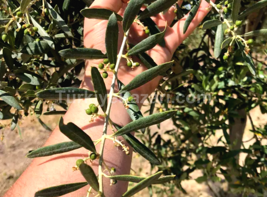 MANİSA AKHİSAR ERDELİ 3300 M2 TEK TAPU ZEYTİN BAHÇESİ