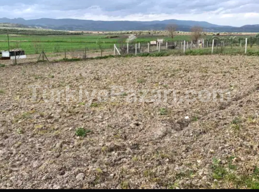 MANİSA ŞEHZADELER SANCAKLIÇEŞMEBAŞI MAH. TEK TAPU ZEYTİNLİK