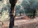 İzmir bayındır yakapınar 2 müstakil tapulu satılık zeytinlik acil satılık