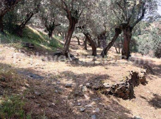 İzmir bayındır furunlu ve karahalili ben birşey demiyorum gitbak gel tapuya