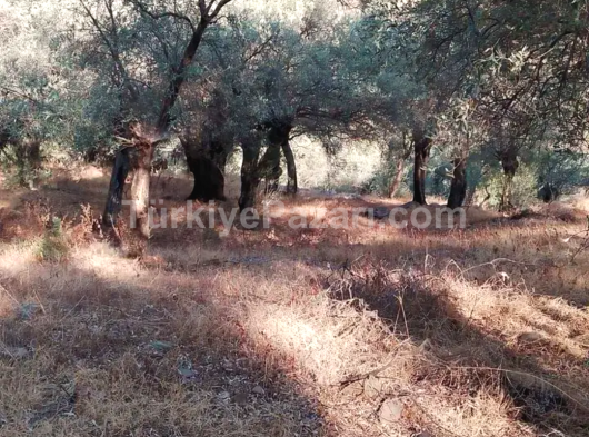 İzmir bayındır yaka pınar kaçmaz fırsat satılık zeytinlik