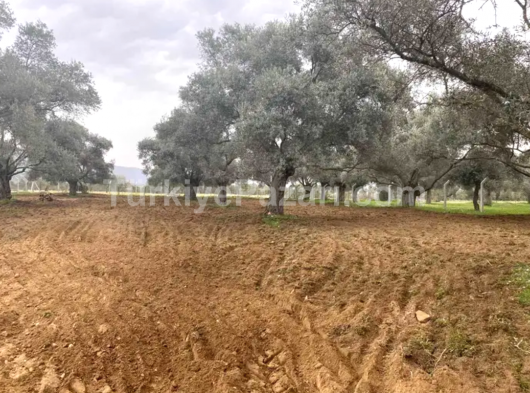 Bu metrekareye bufiyat diyecek birşey yok