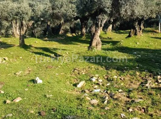 İzmir bayındır çelikler bahar kampanyası arazimiz düz derecesinde yerleşim alanında