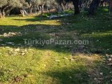 İzmir bayındır yaka pınar kaçmaz fırsat satılık zeytinlik