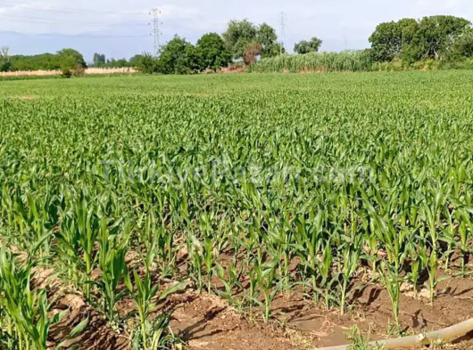 İzmir bayındır muhteşem konumda olan arazimiz acil satılık alan kazanır