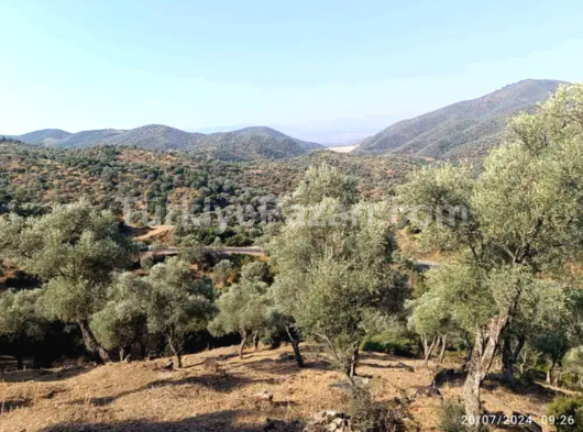 İzmir bayındır yaka pınar kaçmaz fırsat satılık zeytinlik