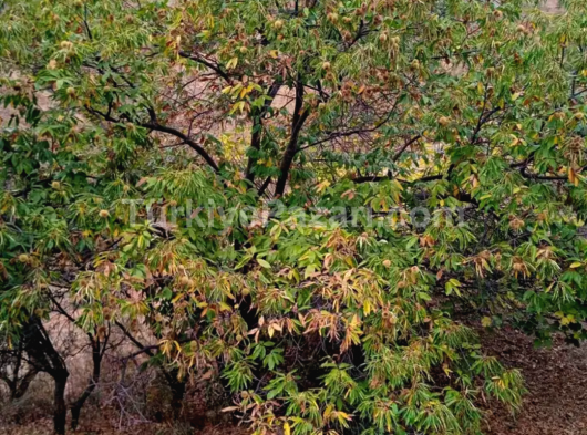 İzmir bayındır yakapınar 2 müstakil tapulu satılık zeytinlik acil satılık