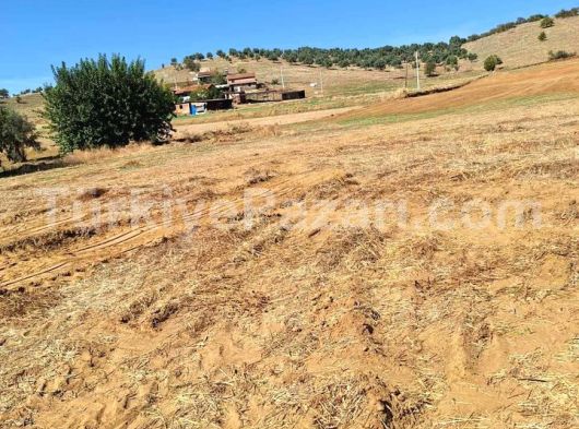 İzmir bayındır yakapınar 2 müstakil tapulu satılık zeytinlik acil satılık