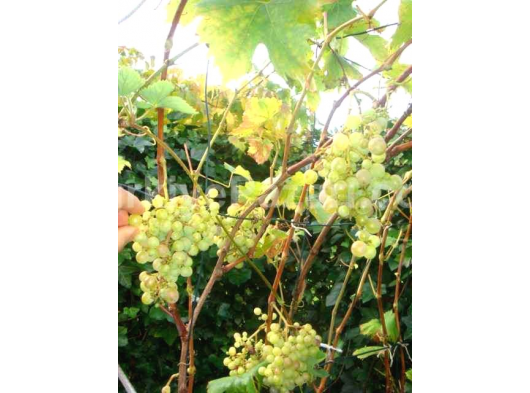 E DEVLET ONAYLI NOTER SATIŞLI HOBİ BAHÇELERİ