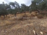 İzmir bayındır yakapınar 2 müstakil tapulu satılık zeytinlik acil satılık