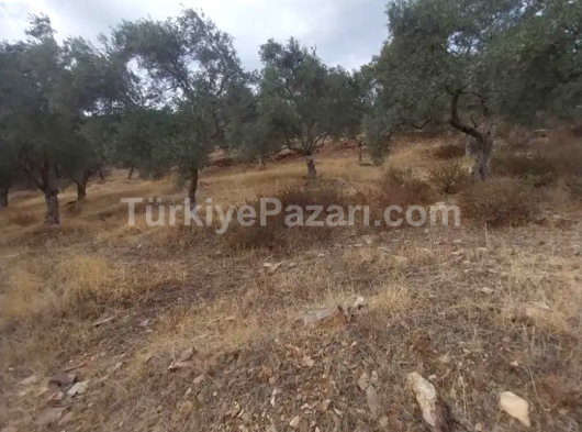 İzmir bayındır yaka pınar kaçmaz fırsat satılık zeytinlik