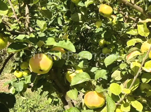 CUKUR CIMENDE SATTILIK BAHCE