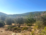 MUĞLA BODRUM KIZILAĞAÇTA LANSMANA ÖZEL FİYATLARLA ARSALAR