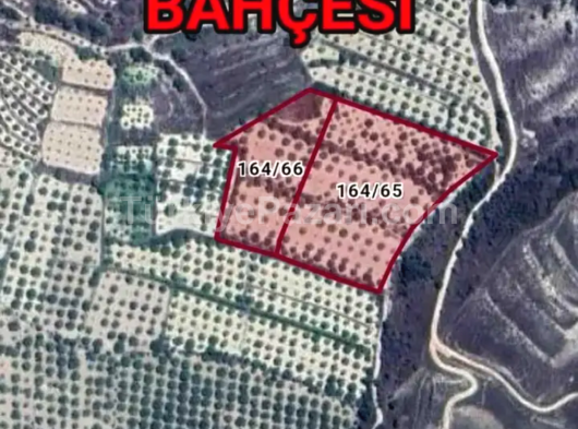 BUHARKENT  SAVCILI DA SATILIK  13 DÖNÜM İÇİNDE ‼️BAĞ EVI OLAN İNCİR VE ZEYTIN BAHCESI