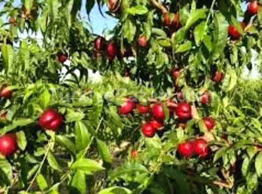 COPACOPANA NEKTARİN EKİLİ 40 DÖNÜM BAHÇE SATILIKTIR