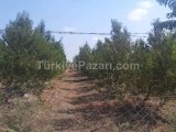 TARSUS AĞZIDELİK KÖY SINIRLARINDA 2700 KÖK MANDALİNA VE PORTAKAL EKİLİ SATILIK 45 DÖNÜM BAHÇE !