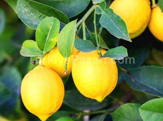 TARSUS AĞZIDELİK KÖY SINIRLARINDA 2700 KÖK MANDALİNA VE PORTAKAL EKİLİ SATILIK 45 DÖNÜM BAHÇE !