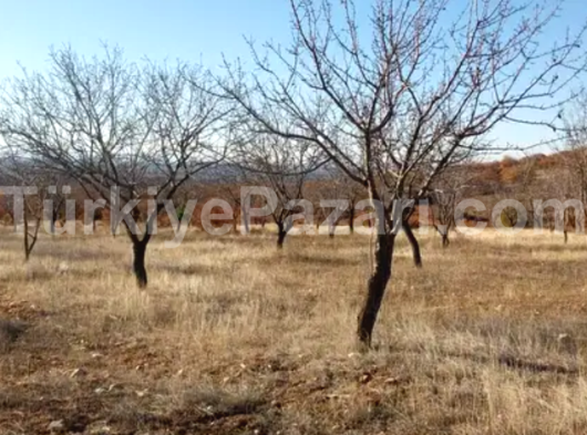 Tek tapulu badem tarlası