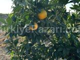 TARSUS AĞZIDELİK KÖY SINIRLARINDA 2700 KÖK MANDALİNA VE PORTAKAL EKİLİ SATILIK 45 DÖNÜM BAHÇE !