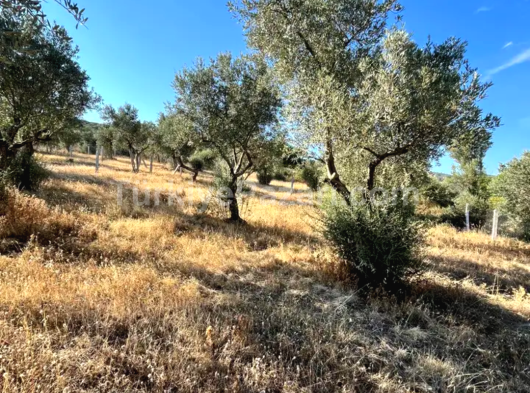 İzmir torbalı çapak köyünde 350 m2 arazi