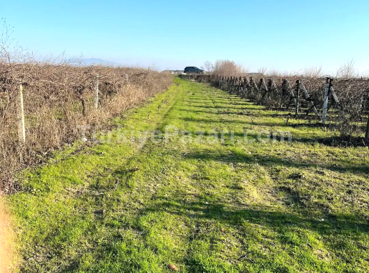 MANİSA AKHİSAR MECİDİYE MAHALLESİ 4800 M2 TEK TAPU OTOBANIN DİBİNDE ZEYTİNLİK