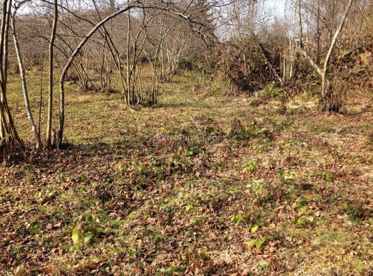 Acele satilik findiklik