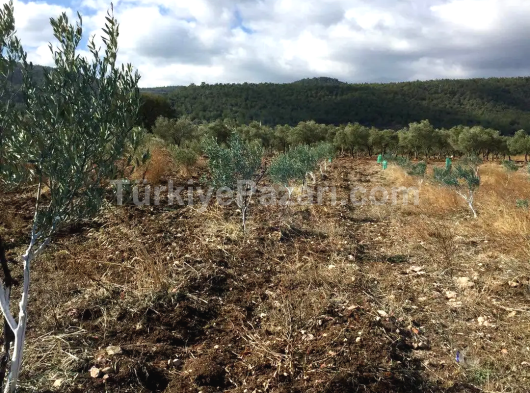 Manisa Tilki Sülaymaniye’ de 1460 m2 Tek Tapu Üzüm Bağı