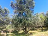 GÖMEÇ HACIOGLU MEVKİSİNDE SATILIK 750 M2 ZEYTİNLIK
