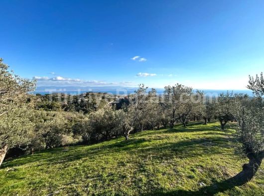 KAPTAN GAYRİMENKUL'DEN EDREMİT-KAVLAKLAR MAHALLESİNDE 5,5 DÖNÜM ZEYTİNLİK