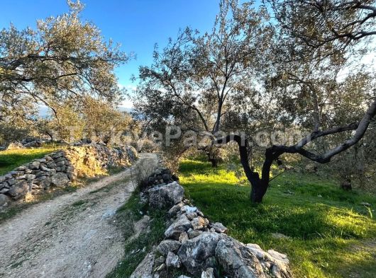 KAPTAN GAYRİMENKUL'DEN EDREMİT-ARITAŞI MAHALLESİNDE SATILIK 4,6 DÖNÜM ZEYTİNLİK