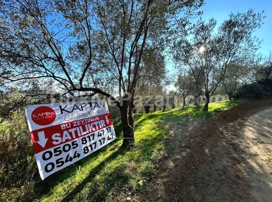 KAPTAN GAYRİMENKUL'DEN EDREMİT-KAVLAKLAR MAHALLESİNDE 5,5 DÖNÜM ZEYTİNLİK
