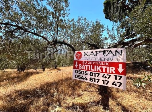 KAPTAN GAYRİMENKUL'DEN EDREMİT-KAVLAKLAR MAHALLESİNDE 5,5 DÖNÜM ZEYTİNLİK