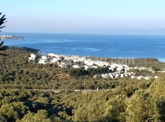 AYVALIK GÖMEÇ TE SATILIK ZEYTİNLİK