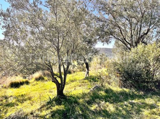 KAPTAN GAYRİMENKUL'DEN GÖMEÇ-KUYUALAN'DA ACİL SATILIK 1269 M2 ZEYTİNLİK PAZARLIK PAYI VARDIR