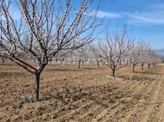 Malatya hanım çifliğinde 480 metre yan yana 4 arsa imarlı arsalar