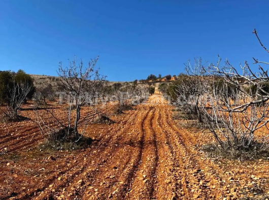 SATILIK 14.250 METRE ARAZİ LOHAN CEVİZLİ DE ARAYIN GÖRÜŞELİM