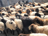 Satılık 70 ERKEK 50 dişi toplam 120 adet Adet HEMDANİ kuzu