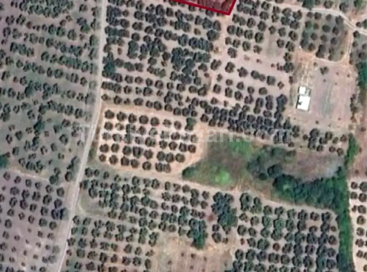 Bursa İnegöl Akıncılar 6.657 M2 Tek Tapu Tarlamız Satılıktır.