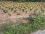 TEKİRDAĞ ŞARKÖY KİRAZLİDA 3250 M2 FULL ZEYTİNLİK VB MEYVE AĞAÇLARI VARDİR