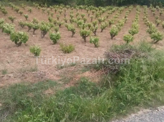 TEKİRDAĞ ŞARKÖY KİRAZLİDA 3250 M2 FULL ZEYTİNLİK VB MEYVE AĞAÇLARI VARDİR