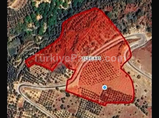 BURSA İZNİK TACİR KÖYÜNDE SATILIK TARLA