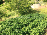NAZİLLİ Aşağı Yakacık'ta Sulama Havuzlu 7.864 m² Verimli Tarla Satılık!