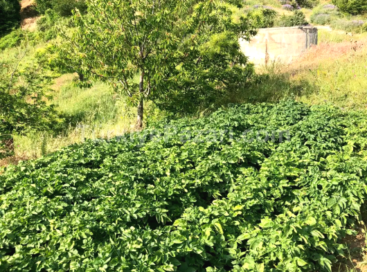 NAZİLLİ Aşağı Yakacık'ta Sulama Havuzlu 7.864 m² Verimli Tarla Satılık!