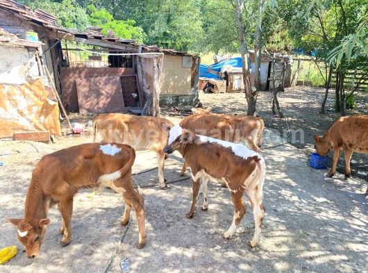 TEMİZLİK ELEMANI KAT GÖREVLİSİ ARIYORUZ   