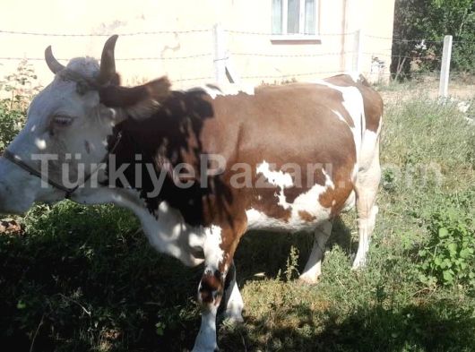 Satılık inek 3 dogurum yapmış kaliteli inek satılık