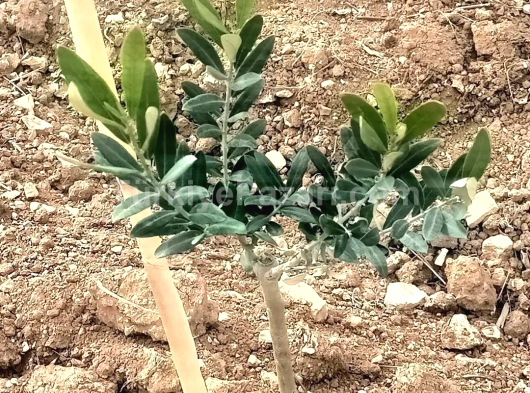 YENİ DİKİLMİŞ ZEYTİNLİK İÇİNDE ÜÇYÜZ TANE ZEYTİN FİDANI VARDIR GELECEĞİ PARLAKTIR TEK TAPUDUR